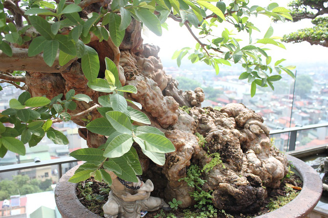 Cây[-]ổi[-]trăm[-]tuổi[-]và[-]cuộc[-]ngã[-]giá[-]tiền[-]tỷ[-]của[-]vị[-]đại[-]gia[-]Hà[-]Nội